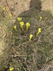 Sarracenia alata