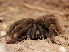 Aphonopelma eutylenum