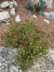 Hypericum balearicum