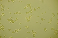 Basidiomycota