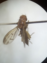 Opomyzidae