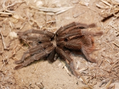 Aphonopelma eutylenum