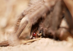 Aphonopelma eutylenum