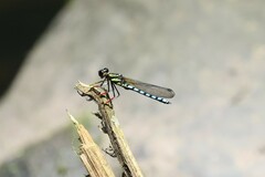 Platycypha lacustris