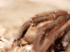 Aphonopelma eutylenum