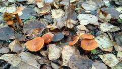 Lactarius aurantiacus