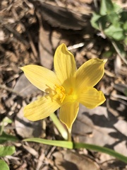 Zephyranthes tubispatha