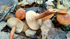 Lactarius aurantiacus