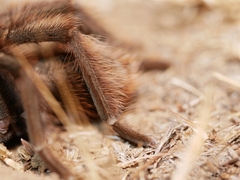 Aphonopelma eutylenum