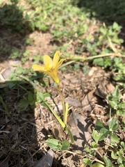 Zephyranthes tubispatha