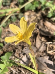 Zephyranthes tubispatha