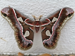 Rothschildia cinctus