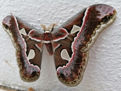 Rothschildia cinctus