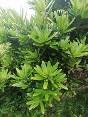 Podocarpus latifolius