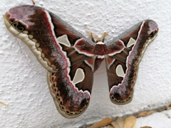 Rothschildia cinctus