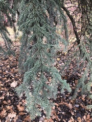 Pinaceae