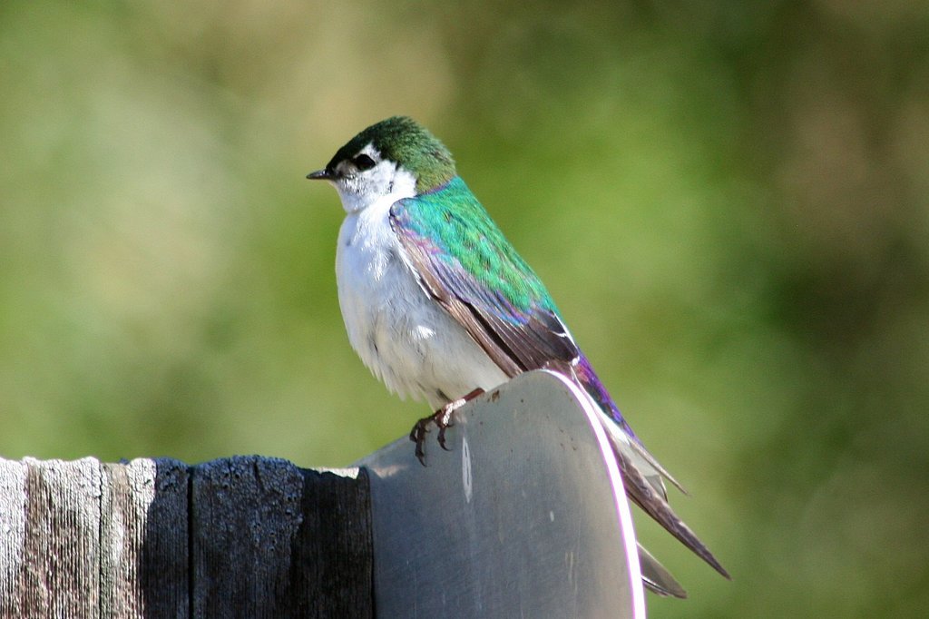 Violet-green Swallow (Birds of Rosewood Nature Study Area