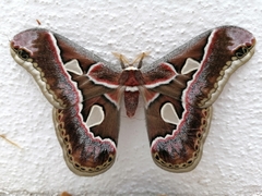 Rothschildia cinctus