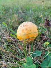 Amanita
