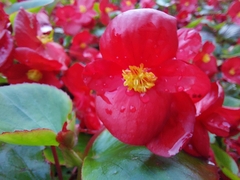 Begonia