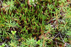 Cassiope tetragona