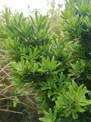 Podocarpus latifolius