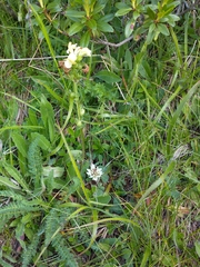 Pedicularis tuberosa