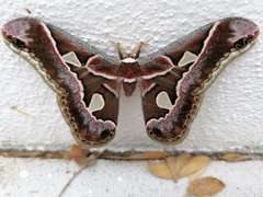 Rothschildia cinctus