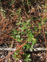 Vaccinium crassifolium