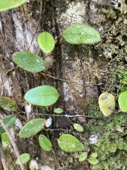 Microgramma piloselloides