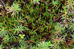 Cassiope tetragona