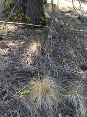 Festuca idahoensis