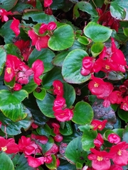 Begonia