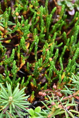 Cassiope tetragona