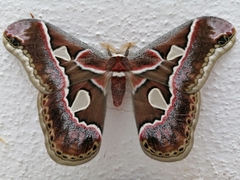 Rothschildia cinctus