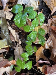 Parthenocissus tricuspidata