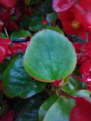 Begonia