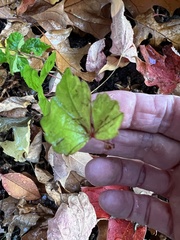 Parthenocissus tricuspidata