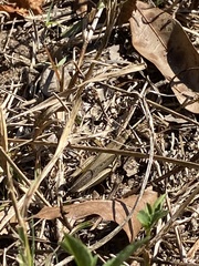 Paroxya atlantica