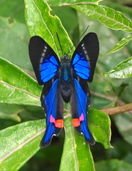 Rhetus periander laonome