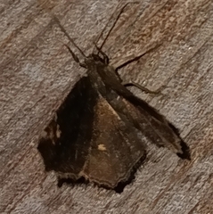 Anisoperas tessellata