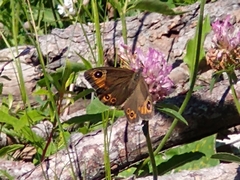 Lasiommata