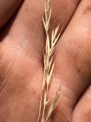 Festuca idahoensis