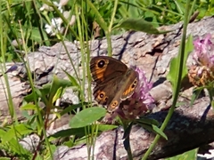 Lasiommata