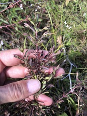 Mecardonia acuminata