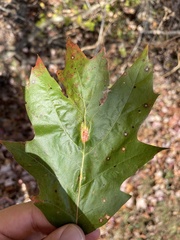 Callirhytis pigra