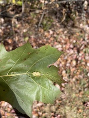 Callirhytis pigra