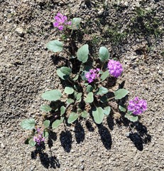Abronia villosa