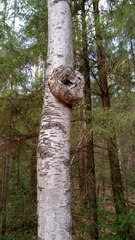 Agrobacterium radiobacter