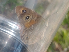 Lasiommata